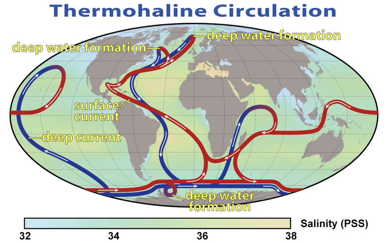 Thermohaline circulation belts in the ocean. Image: Wikimedia